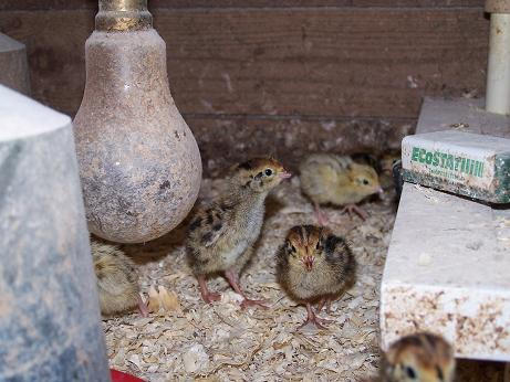 3 days old
