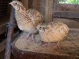 5 week old italian quail birds