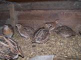 Quail birds 6 weeks old