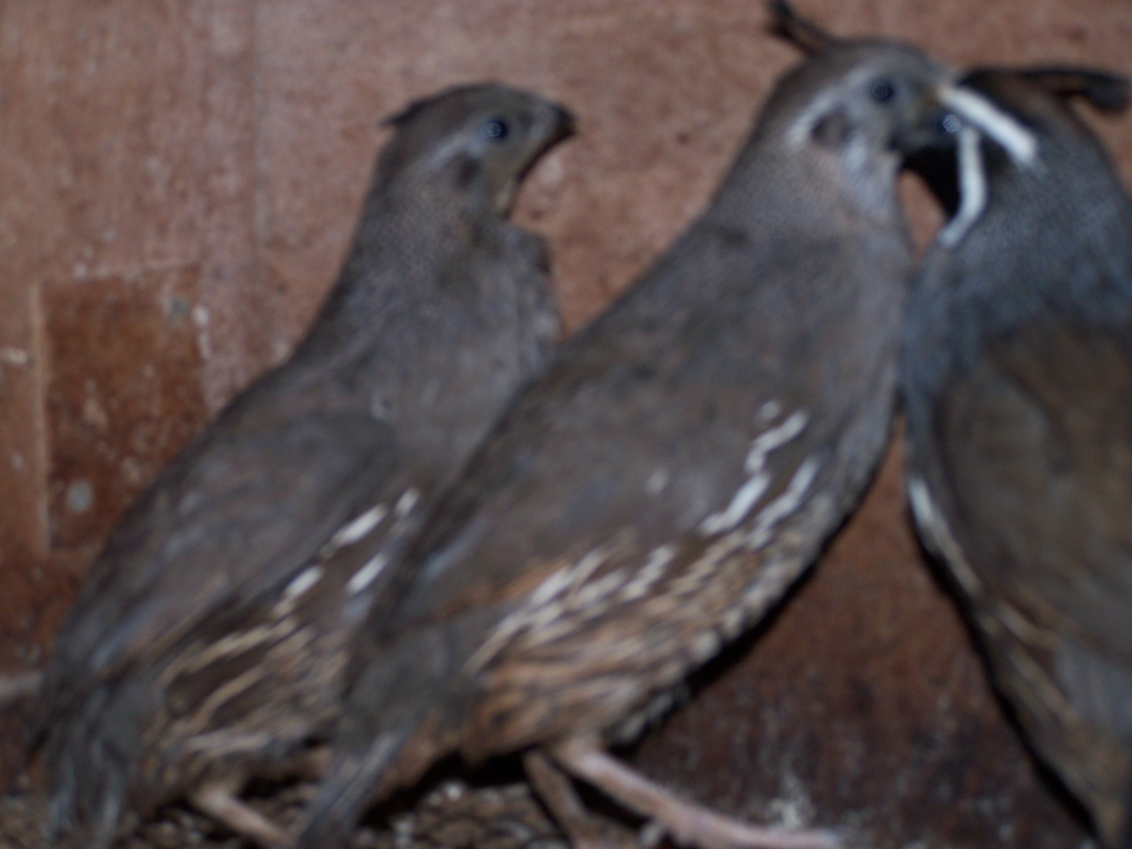 Californian quail