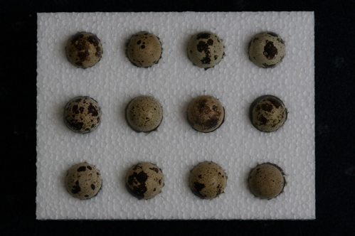 fertile eggs