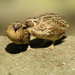 A Pair of Japanese quail birds